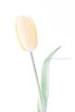 Tulp Ans IMG_3727