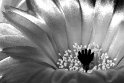 cactus bloem_100