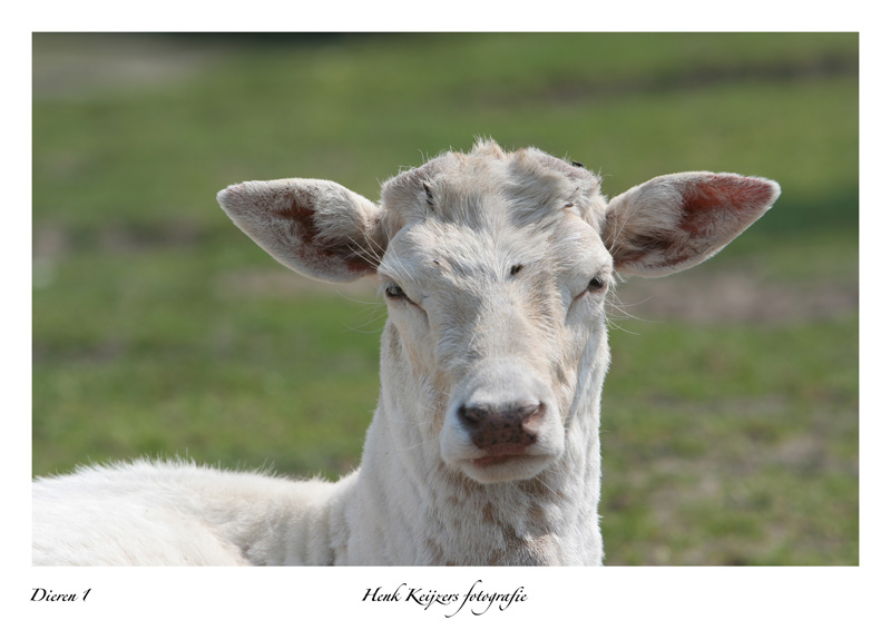 Dieren 1_800.jpg