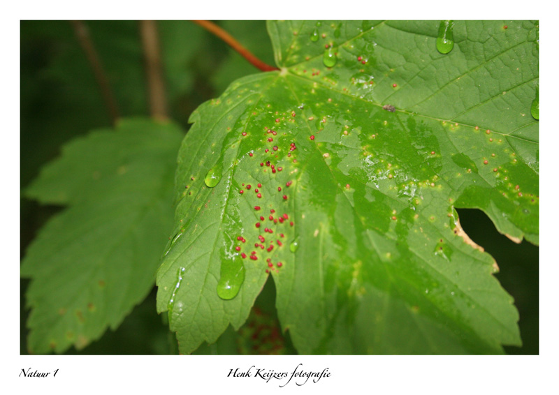 Natuur 1_800.jpg