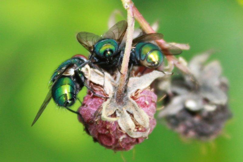 Kees de Bruijn 15 natuur 3 vliegen.JPG